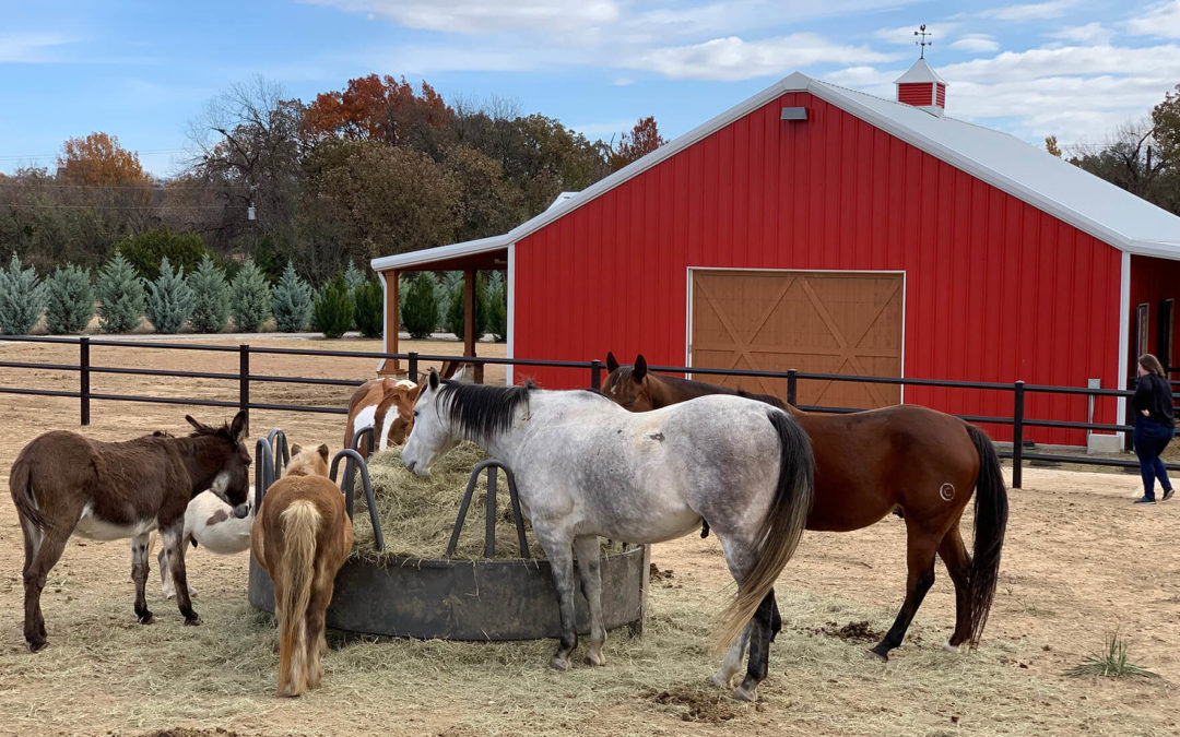 Stonegate Center - Equine Therapy