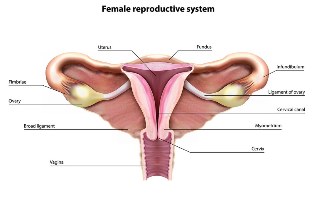 The Effect of Drug Abuse on the Female Reproductive System