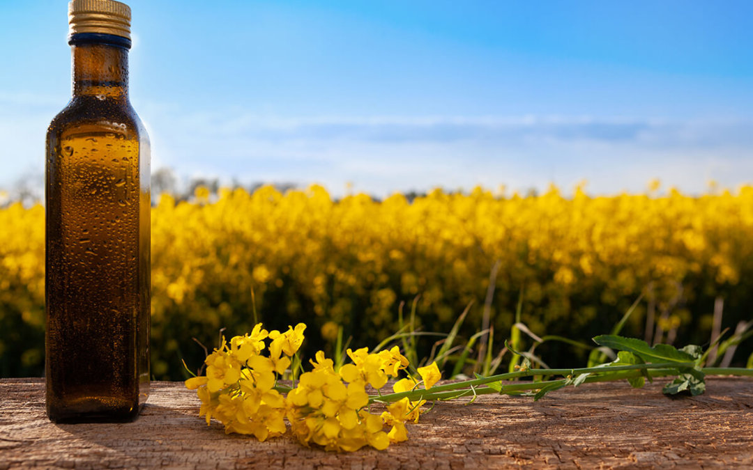 Stonegate Center Blog - Oilseed: New Compound May Help Your Liver with Alcohol Detox