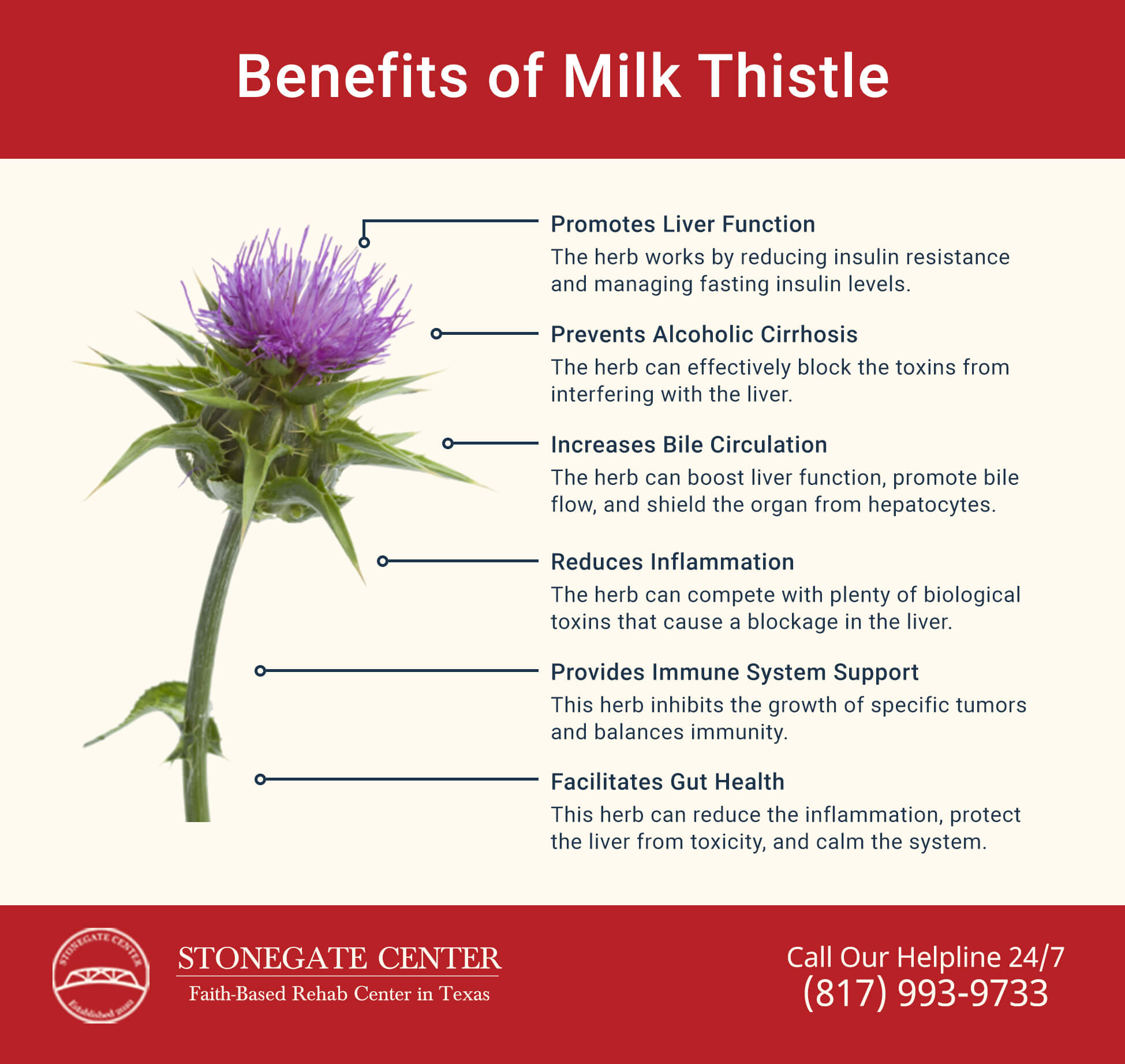 Stonegate Center Blog - Milk Thistle Good for Alcoholics? - Milk Thistle Benefits Infographics