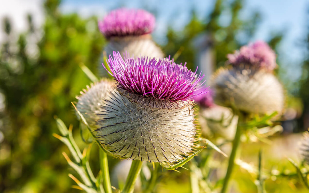 Is Milk Thistle Good for Alcoholics?
